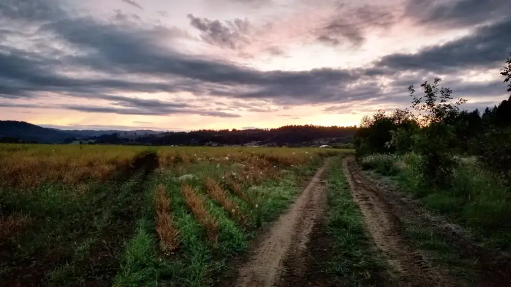 A picture of some fields at sunset with trees and a dirt road.